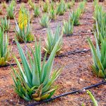 14 Amazing Benefits of Aloe Vera Amazing Aloe Vera Benefits
