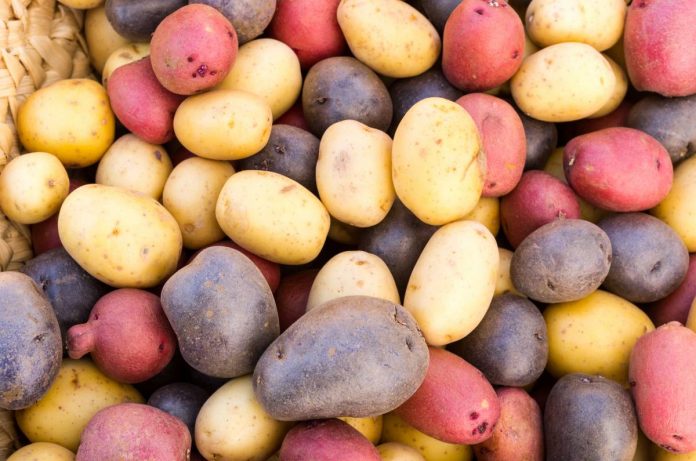 different varieties of potatoes