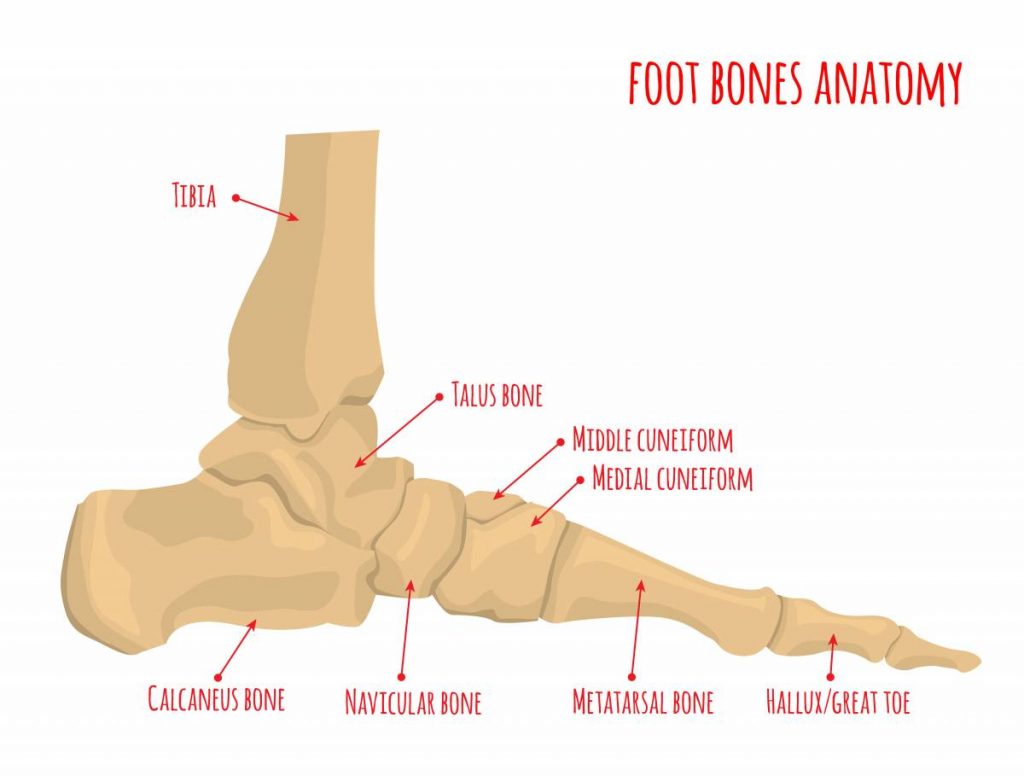 foot bone bunions anatomy