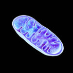 NMN and NAD+: Unlocking Cellular Energy and Longevity nmn and nad+ for cellular energy